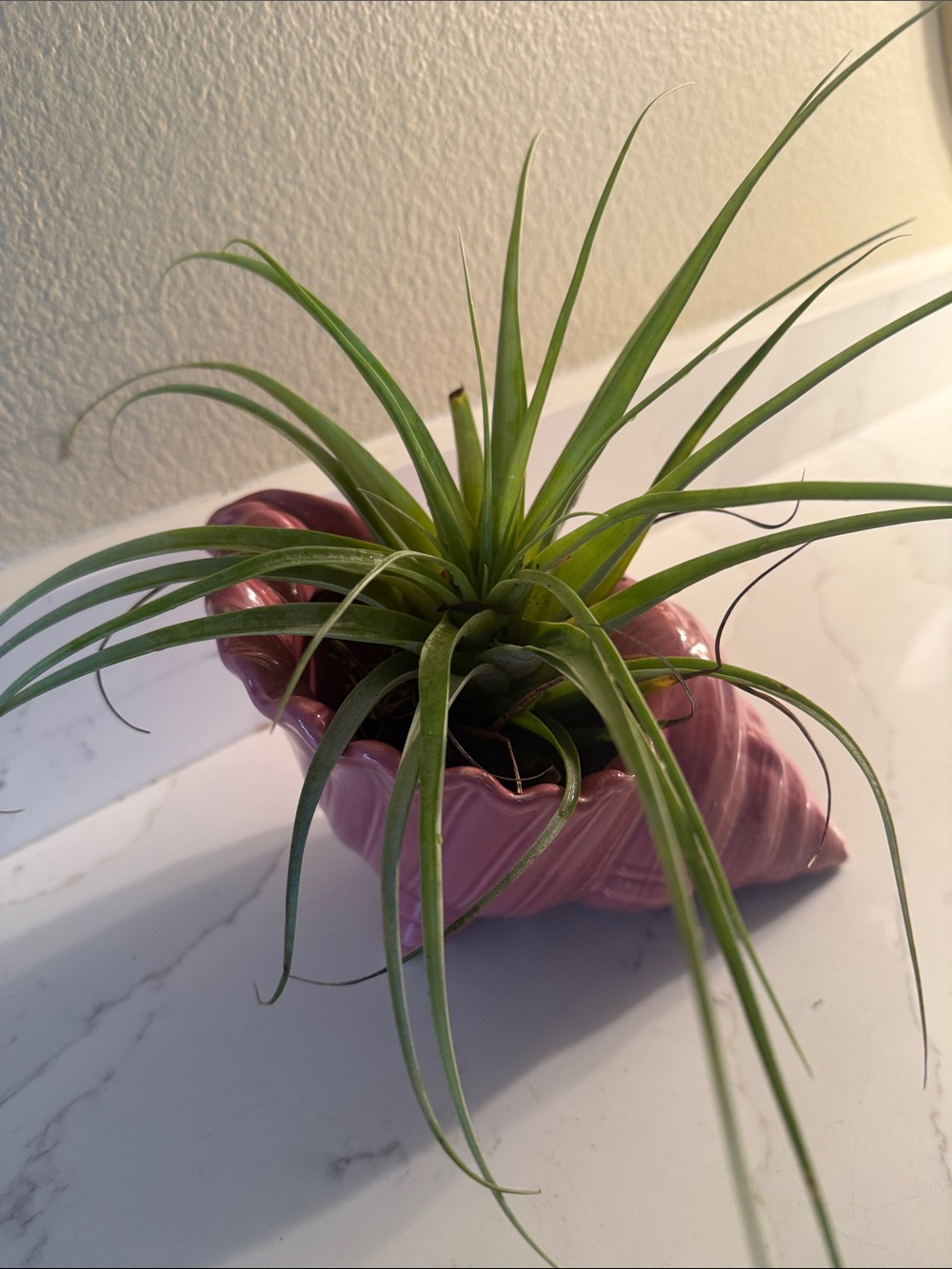 Vintage Dark Pink Ceramic Shell Planter